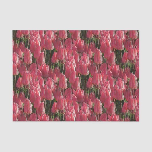 Roze Tulips Floral Tissuepapier (Voorkant)