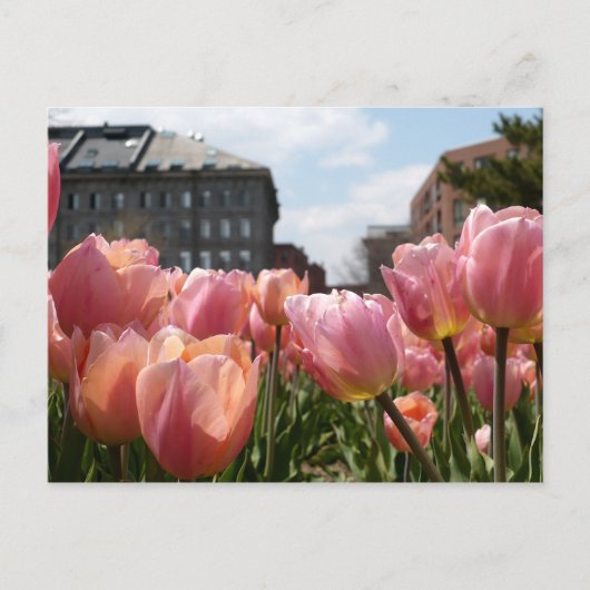 Roze Tulips in Boston Briefkaart (Voorkant)