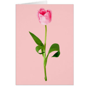 Roze tulp