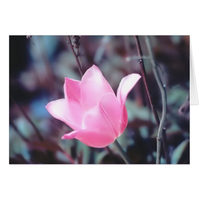 roze tulp (Voorkant Horizontaal)