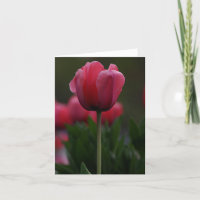 Roze tulp