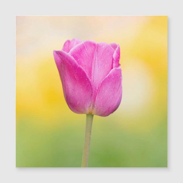 Roze Tulp Bloemstuk Kunstprint (Voorkant)