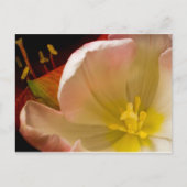 Roze tulp briefkaart (Voorkant)