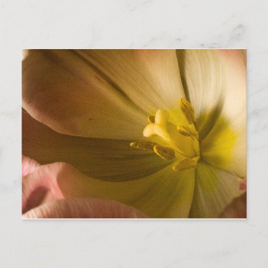 Roze tulp briefkaart (Voorkant)