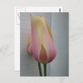  roze tulp briefkaart (Voorkant / Achterkant)