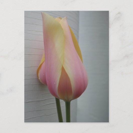  roze tulp briefkaart (Voorkant)