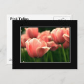 Roze Tulp Briefkaart! (met rand) Briefkaart (Voorkant / Achterkant)