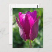 Roze Tulp Florence Briefkaart (Voorkant / Achterkant)