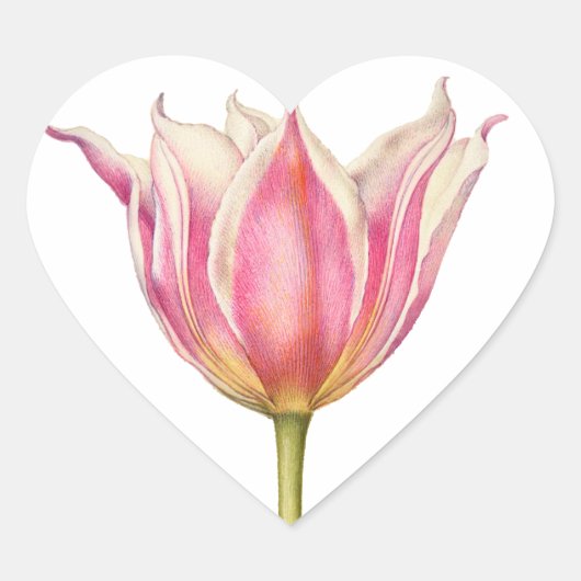 Roze Tulp Heart Shape Stickers (Voorkant)