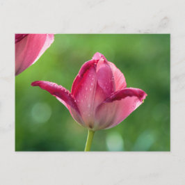 Roze tulp in de ochtend dauw briefkaart