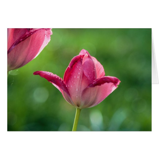 roze tulp met druppels (Voorkant Horizontaal)
