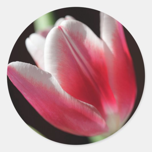 Roze tulp ronde sticker (Voorkant)