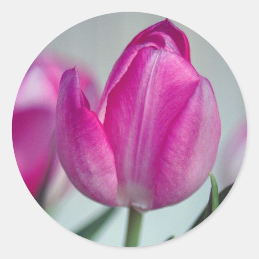 Roze tulp ronde sticker (Voorkant)