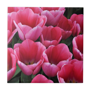 Roze tulp schoonheid tegeltje