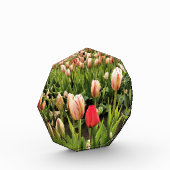 Roze tulp staat klaar fotoblokken (Links)