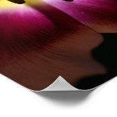 Roze Tulp Stilleven Fotografie Poster (Hoek)