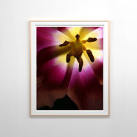 Roze Tulp Stilleven Fotografie