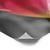 Roze Tulp ventilator gedeeltelijke kleur Poster (Hoek)