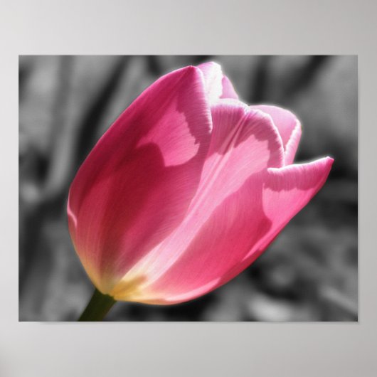Roze Tulp ventilator gedeeltelijke kleur Poster (Voorkant)