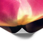 Roze Tulp ventilator in zonlicht dicht bij Poster (Hoek)
