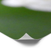 Roze Tulp witte vleermuizen Poster (Hoek)