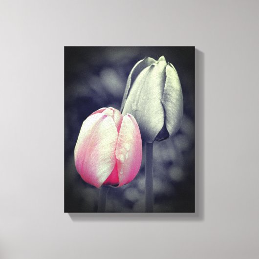 Roze Tulp zwart-wit, partiële kleur Canvas Afdruk (Voorkant)