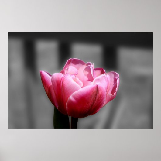 Roze tulp zwart-wit poster of druk (Voorkant)