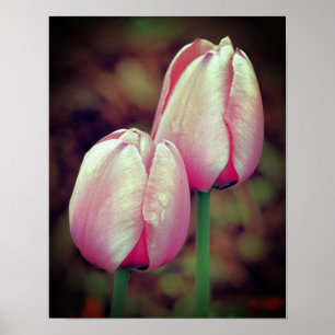 Roze tulpbloemen met regendruppels poster