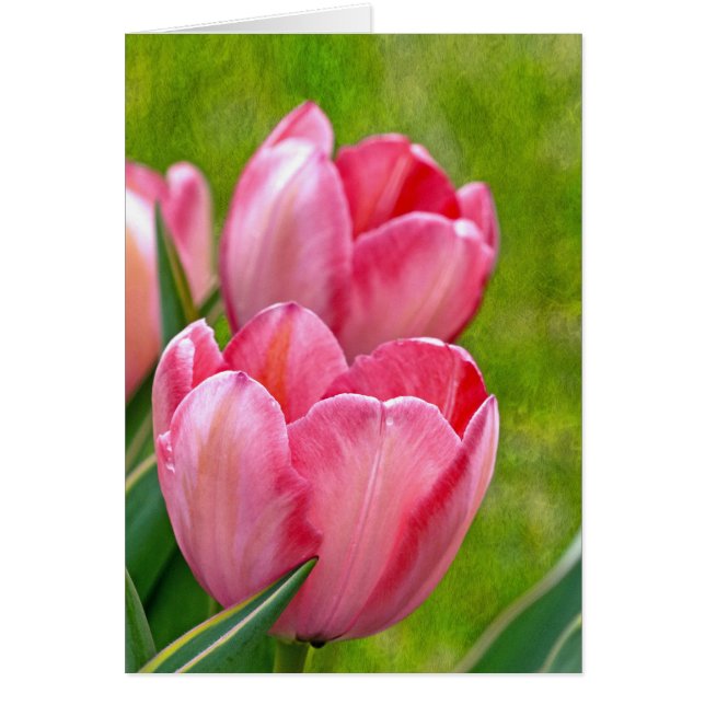 Roze tulpen (Voorkant)