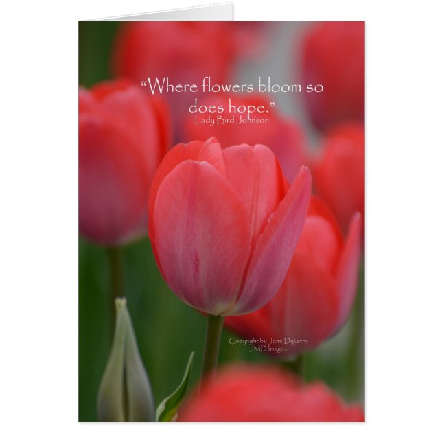 Roze tulpen (Voorkant)