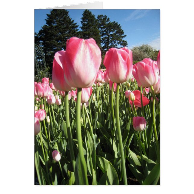 Roze tulpen (Voorkant)
