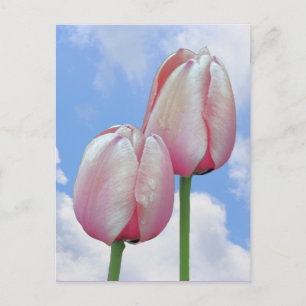 Roze Tulpen Blauwe Hemel Wolken Natuur Briefkaart