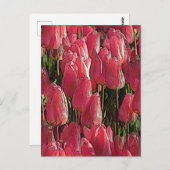 Roze Tulpen Bloemstuk Briefkaart (Voorkant / Achterkant)