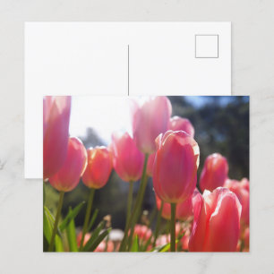 Roze tulpen briefkaart