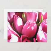 Roze tulpen briefkaart (Voorkant / Achterkant)