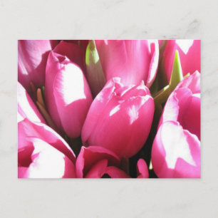 Roze tulpen briefkaart