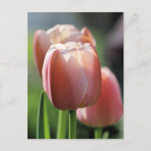 Roze tulpen briefkaart