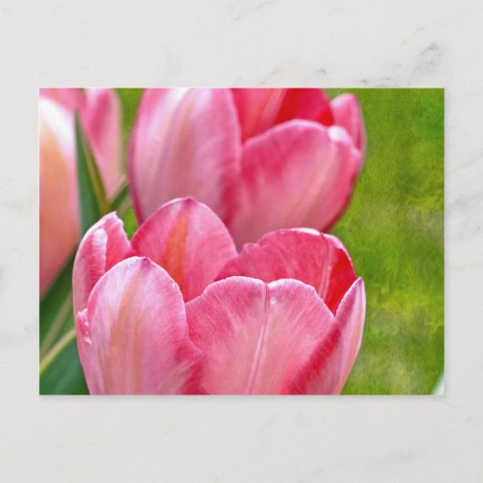Roze tulpen briefkaart (Voorkant)