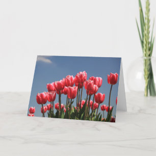 roze tulpen en een blauwe lucht feestdagen kaart