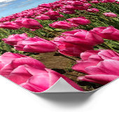 Roze tulpen in een veld, Oregon Poster (Hoek)