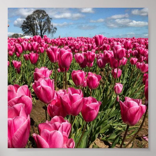 Roze tulpen in een veld, Oregon Poster (Voorkant)