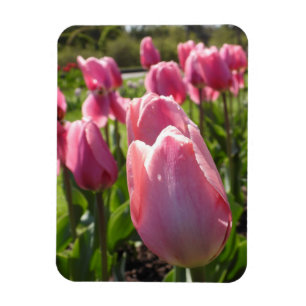 Roze tulpen magneet