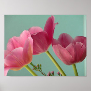 Roze tulpen poster