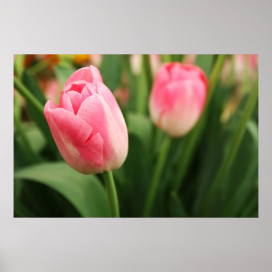 Roze tulpen - Poster (Voorkant)