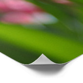 Roze tulpen poster (Hoek)