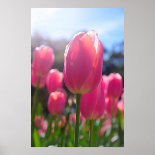 Roze tulpen poster (Voorkant)