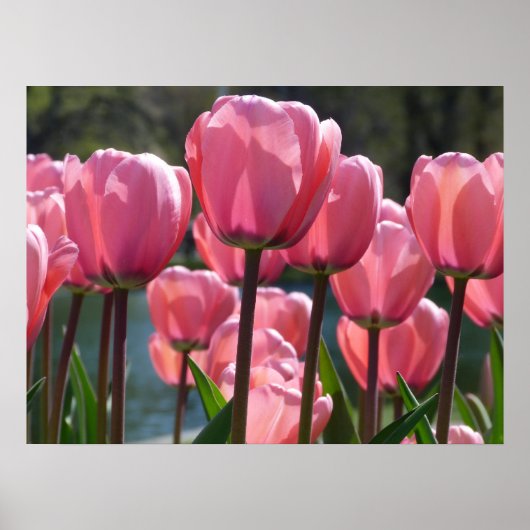 Roze tulpen poster (Voorkant)