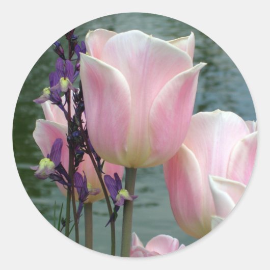 Roze tulpen ronde sticker (Voorkant)