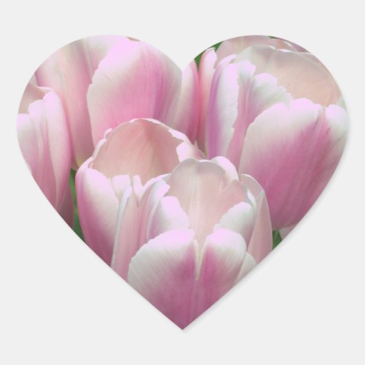 Roze Tulpen Sticker (Voorkant)
