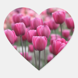 Roze Tulpen Stickers
